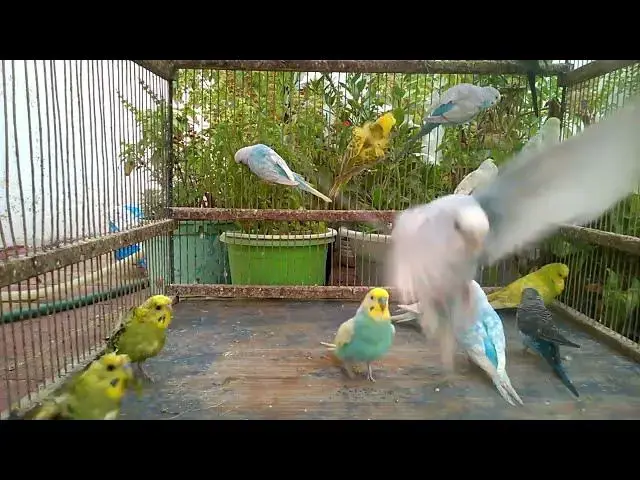 'Video thumbnail for 🦜 7つのインコ芸で大興奮!🤯 これ全部できる子いる?#インコ #トリック #かわいい'