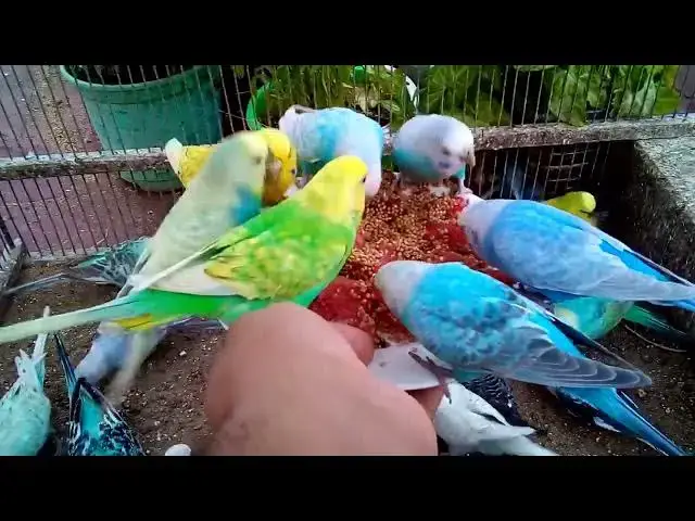 'Video thumbnail for Fall in Love with Budgie Sounds 💘🎤  Pure Bird Magic'