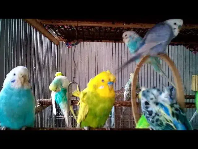 'Video thumbnail for 💘 Cutest Budgie & Owner Bonding Moments! 🤗💕 #BirdLove'