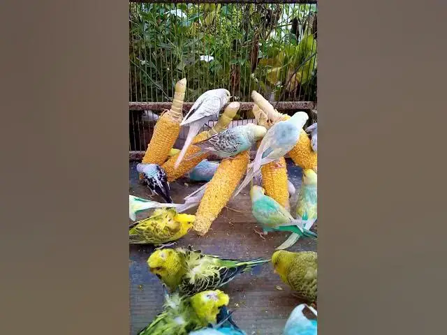 'Video thumbnail for This Amazon bird toy is SO COOL#birds#parrot #birdslover #budgis #lovebirds #budgiegar #cute #health'