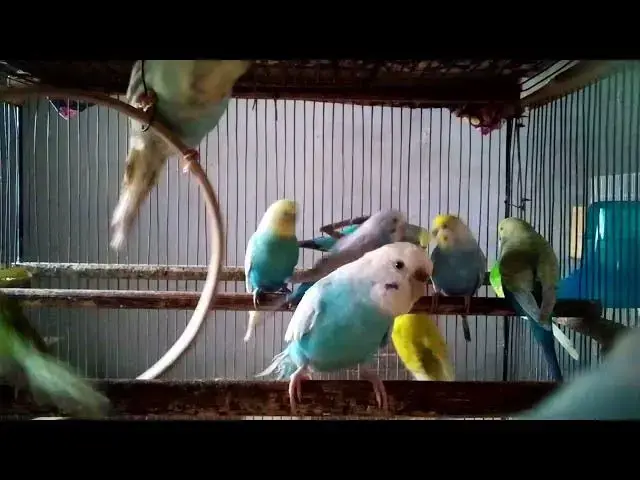 'Video thumbnail for 🦜 10 Genius Parrot Tricks That'll Blow Your Mind! 🤯#ParrotVideos #SmartBirds #ParrotLife'