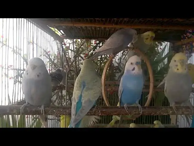 'Video thumbnail for Budgie Cage Peace  No Voice, No Noise 🌿'