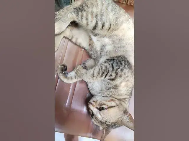 'Video thumbnail for cat awake from sleeping'