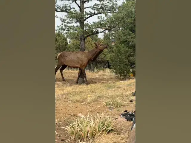 'Video thumbnail for Caught on Camera! An Elk Crashes our Film Set'