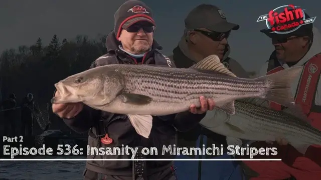 'Video thumbnail for Giant TOPWATER Stripers on the Miramichi River (part 2)'