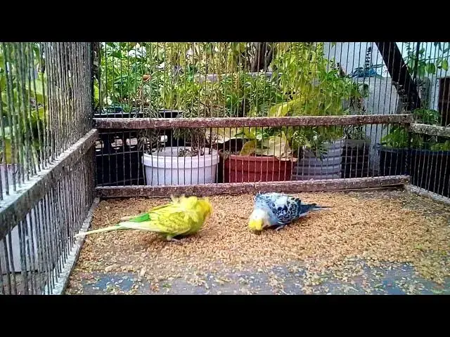 'Video thumbnail for セキショクヤインコと暮らす|鳥との生活の魅力と現実'