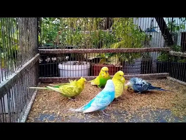 'Video thumbnail for セキショクヤインコのおしゃれなケージ10選|インテリアにも合う'