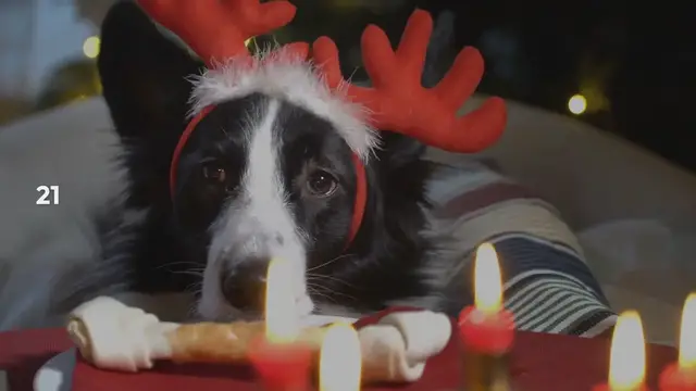 'Video thumbnail for Christmas Reindeer Crack'