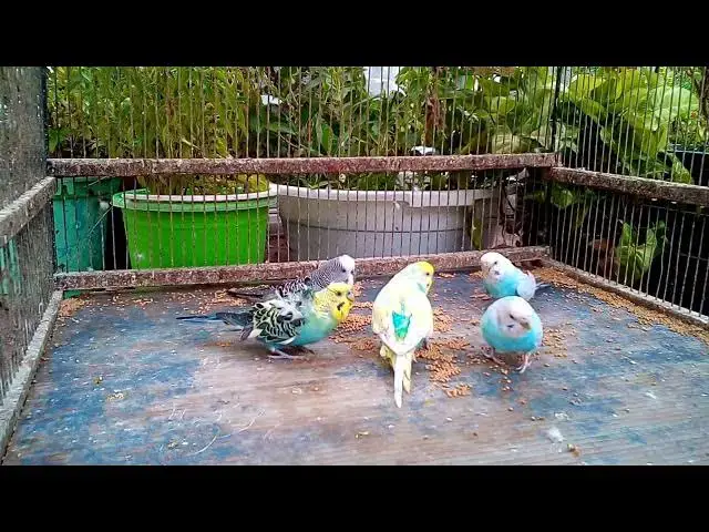 'Video thumbnail for 😂 When Your Parrot Knows ALL Your Secrets    🦜 No Filter!'