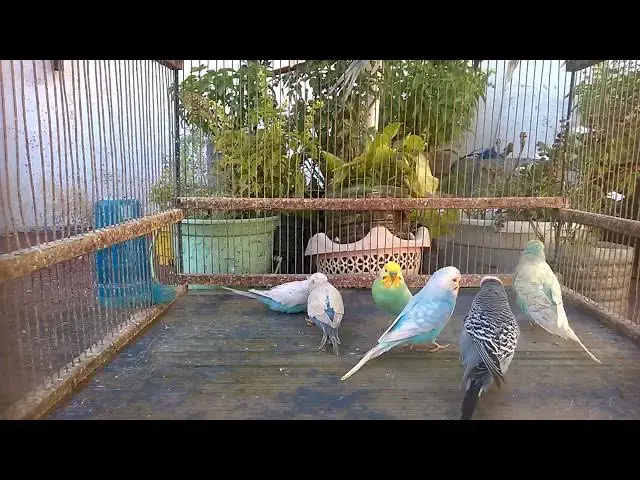 'Video thumbnail for Rainbow Parakeets Unleashed A Journey Through Color & Grace! 🎨💚✨'