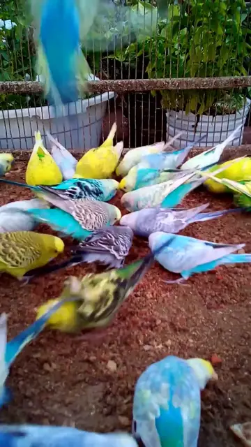 'Video thumbnail for This Amazon bird toy is SO COOL#birds#parrot #birdslover #budgis #lovebirds #budgiegar #cute #health'