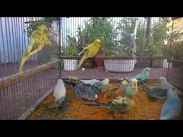 'Video thumbnail for 🔥 Rare Budgie Color Mutations 🌈  What You’ve NEVER Seen Before 😍 #BudgieBeauty #BirdColors'