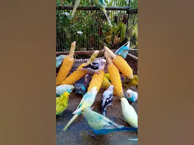 'Video thumbnail for This Amazon bird toy is SO COOL#birds#parrot #birdslover #budgis #lovebirds #budgiegar #cute #health'