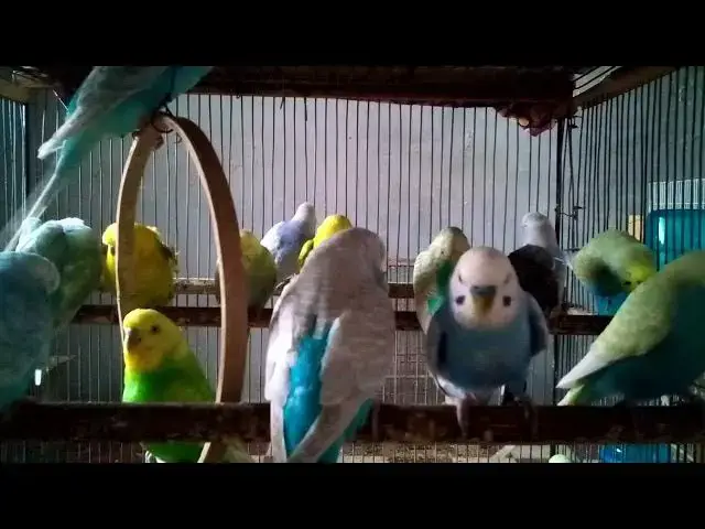 'Video thumbnail for 😂 Parrot Pranks Gone Wrong! 🦜 You Won't Believe What Happens Next!#FunnyParrot #ParrotLovers #Hila'