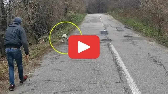 'Video thumbnail for His Cries Echoed Through the Forest—And Led Me Straight to Him'