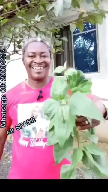 'Video thumbnail for Use this leaf to treat any kind of infection.'