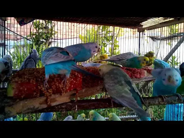 'Video thumbnail for Adorable Budgies Being Funny Together 😄💗  Chirping & Loving Life'