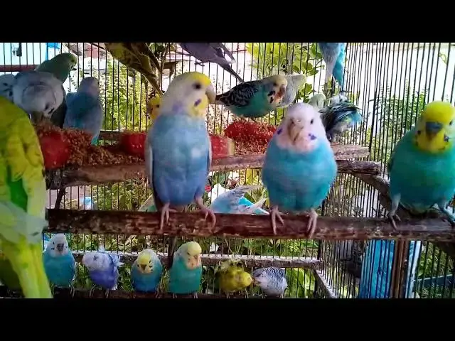'Video thumbnail for Budgie Couple’s Daily Love Routine 💕😂  Cutest Birds on Earth!'