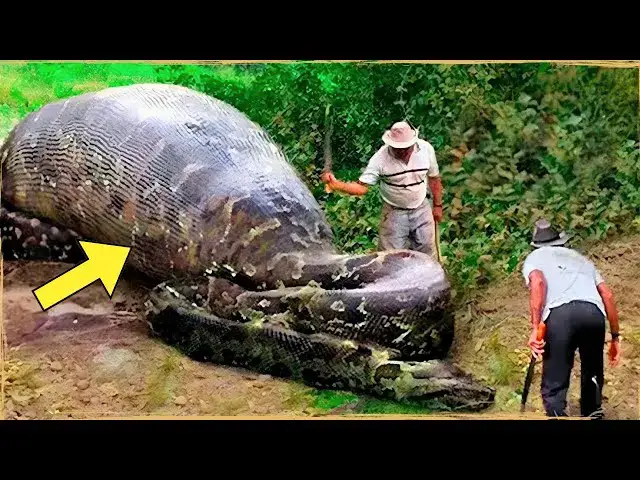 'Video thumbnail for This Snake Was Spotted In The Wild – Vet Is Shocked When He Realizes Why It Is So Huge'