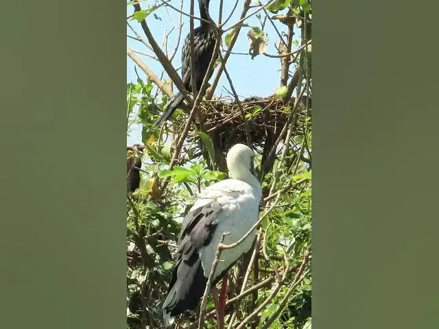 'Video thumbnail for Wow Nice Gain Bird A lot  EP 37 #birds #nestbird #birdalot #birdfeed #birdeat'