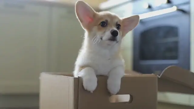 'Video thumbnail for How To Stop Puppy From Chewing Pee Pad: A Quick Guide'