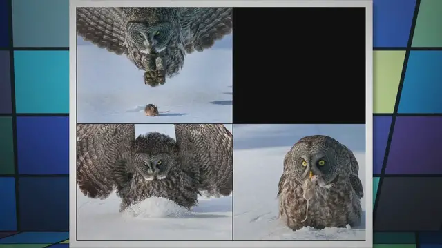 'Video thumbnail for Majestic Hunters: Eagles and Hawks'