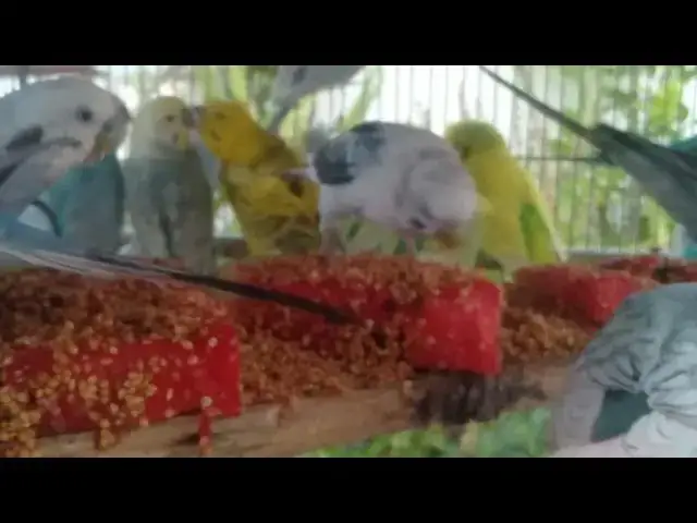 'Video thumbnail for When Budgies Fall in Love 💘😂  Sweet Sounds & Funny Flirting'