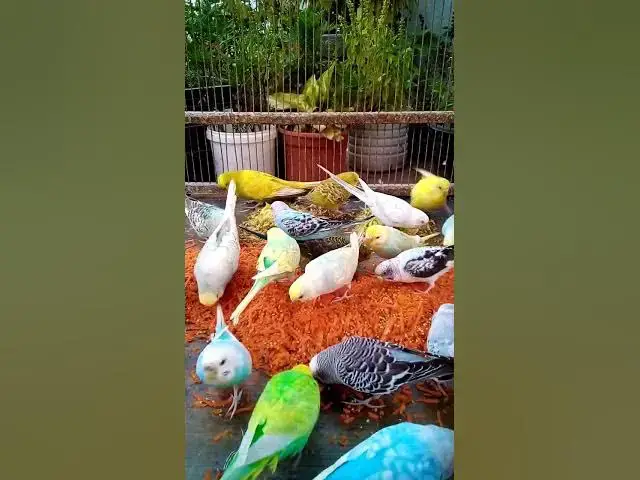 'Video thumbnail for This Amazon bird toy is SO COOL#birds#parrot #birdslover #budgis #lovebirds #budgiegar #cute #health'