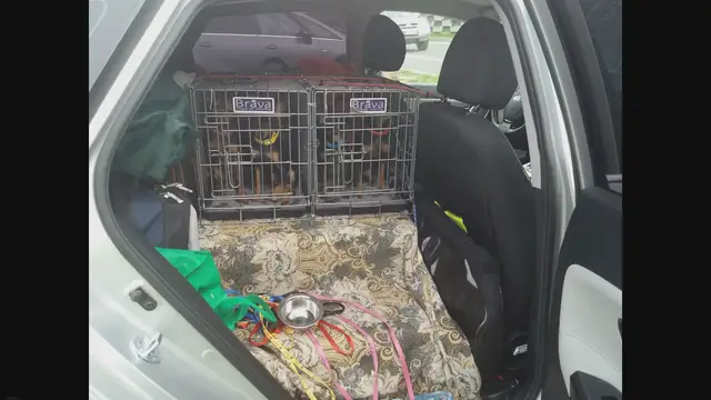 'Video thumbnail for How To Stop A Dog From Pooping In The Crate'