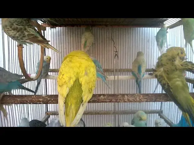 'Video thumbnail for 🛏️ Nesting Setup for Budgies 🥚 SUCCESSFUL Breeding Secrets! 🌱 #BudgieNest #BreedingTips'