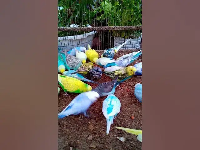 'Video thumbnail for This Amazon bird toy is SO COOL#birds#parrot #birdslover #budgis #lovebirds #budgiegar #cute #health'