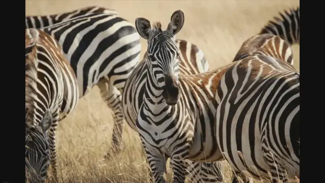 'Video thumbnail for Ngorongoro Travel Packages, Fees & Where to Stay'