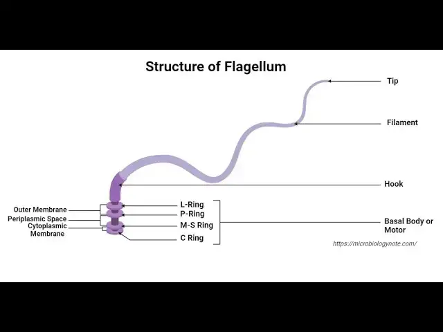 'Video thumbnail for Flagella Lecture Video– Definition, Structure, Types, Functions, Rotation, Examples'