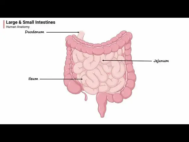 'Video thumbnail for Large & Small Intestines - Human Anatomy Animation'