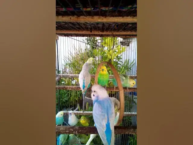 'Video thumbnail for This Amazon bird toy is SO COOL#birds#parrot #birdslover #budgis #lovebirds #budgiegar #cute #health'