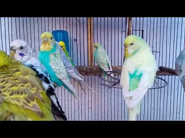 'Video thumbnail for 🧼 Weekly Budgie Cage Cleaning Routine in Portland 🪣  Zero Smell Method! 🧽 #BudgieClean #PortlandP'