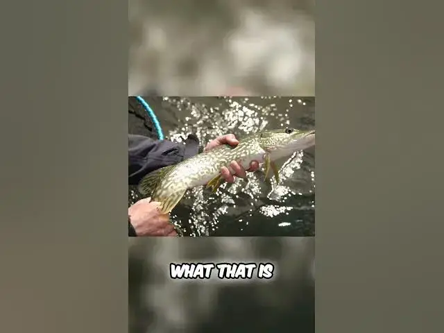 'Video thumbnail for Black Spot Disease in Fish: Eat It or Not? #fishing #fisheries #pikefishing #fishncanada #pike'
