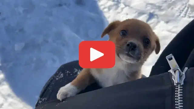 'Video thumbnail for Left to Freeze at -10掳C, This Puppy鈥檚 Story Will Break You'