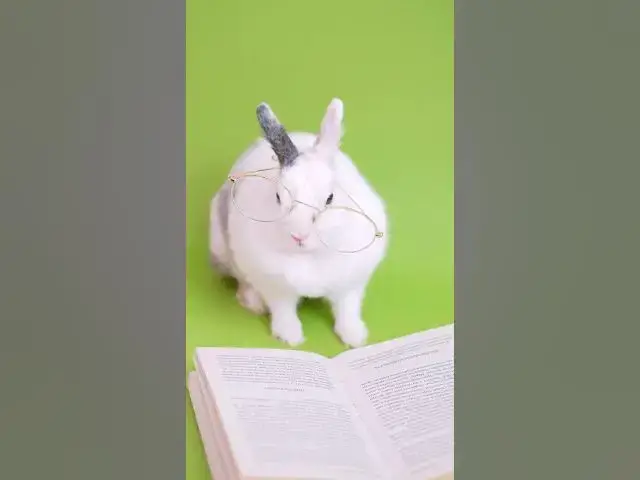 'Video thumbnail for How can a rabbit read?'