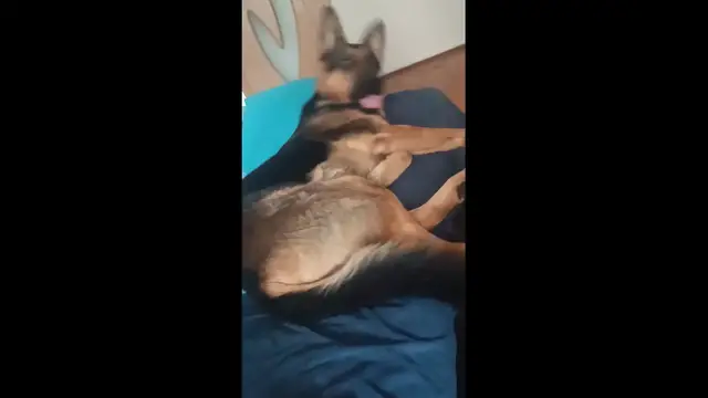 'Video thumbnail for Baloo'
