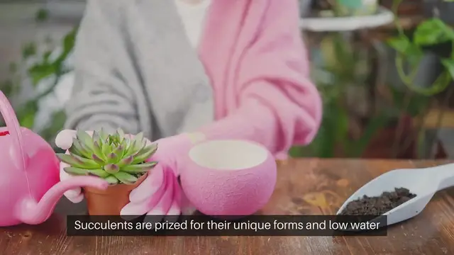 'Video thumbnail for Indoor Succulent Gardening Techniques'