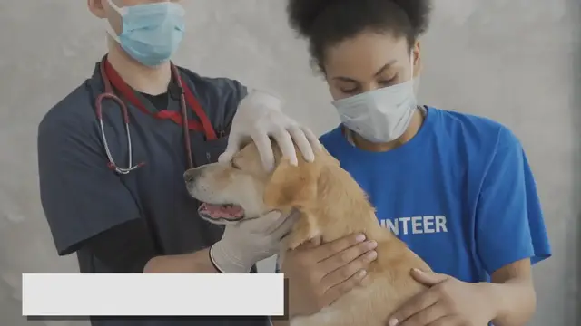 'Video thumbnail for Hyperglycemia in Dogs: Signs, Causes, and Management'