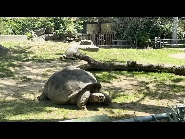 'Video thumbnail for Philadelphia Zoo Welcomes Historic Galapagos Tortoise Hatchlings'