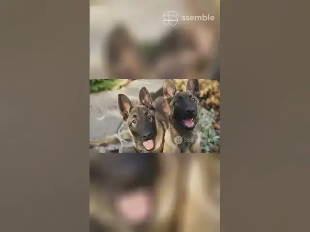 'Video thumbnail for Puppy Care Guide'
