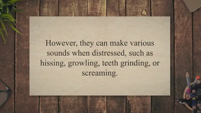 'Video thumbnail for Rabbit in Distress – Rabbit Sounds in Distress'