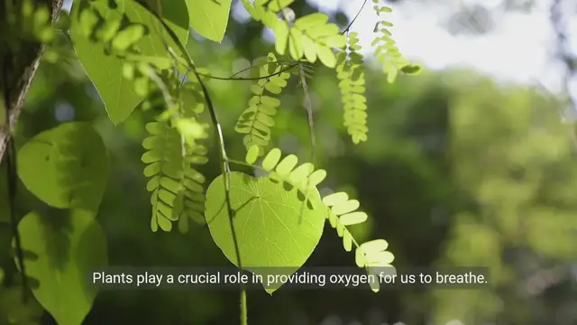 'Video thumbnail for Unveiling the Green Benefits | Ecosystem Services Practices'