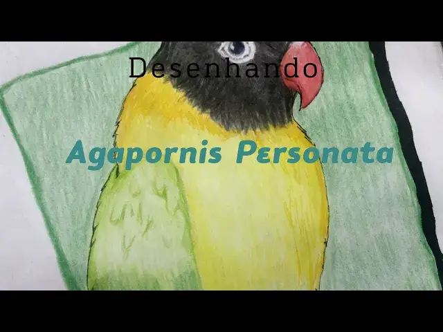 'Video thumbnail for Desenhando Agapornis Personata'