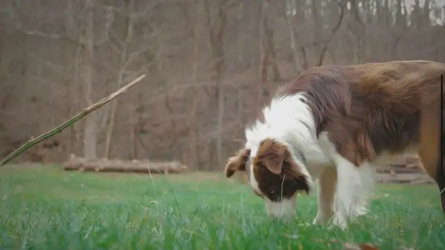 'Video thumbnail for My Puppy Died After Deworming – How did this even happen?'