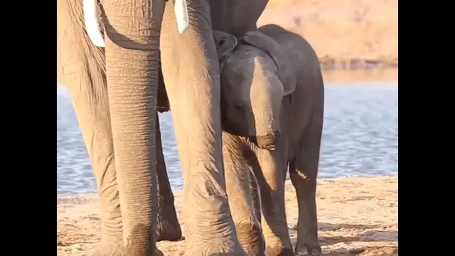 'Video thumbnail for Baby Elephant Loses Trunk: Can It Survive in the Wild?'