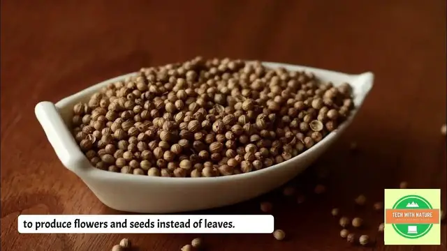 'Video thumbnail for Coriander cultivation | Hydroponic @techwithnature | #dailyvlog #cultivation'